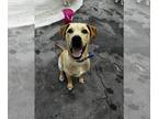 Great Dane-Labrador Retriever Mix DOG FOR ADOPTION RGADN-1300649 - Nick Carraway