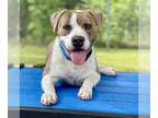 American Pit Bull Terrier DOG FOR ADOPTION RGADN-1300736 - SPUNKMEYER - American