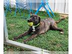 Labrador Retriever Mix DOG FOR ADOPTION RGADN-1300780 - Michelle - Labrador