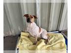 American Pit Bull Terrier-Australian Cattle Dog Mix DOG FOR ADOPTION