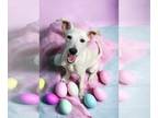 Labrador Retriever Mix DOG FOR ADOPTION RGADN-1300814 - Astro - Labrador