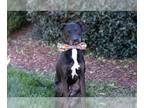 Plott Hound DOG FOR ADOPTION RGADN-1300905 - SPIKE - Plott Hound (medium coat)