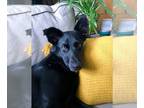 Labrador Retriever Mix DOG FOR ADOPTION RGADN-1300906 - Fen -- Courtesy Post -