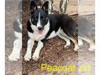 German Shepherd Dog Mix DOG FOR ADOPTION RGADN-1301033 - Peacoat - German