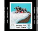 Mix DOG FOR ADOPTION RGADN-1301121 - Zena (Bonded Pair with Sweet Pea) 030224