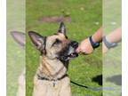 German Shepherd Dog Mix DOG FOR ADOPTION RGADN-1301177 - Angelina Jo Lee -