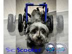 Dachshund Mix DOG FOR ADOPTION RGADN-1301181 - Scooter - Schnauzer / Dachshund /