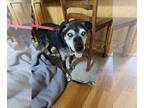 Labrador Retriever DOG FOR ADOPTION RGADN-1301183 - Eli (Elijah) - Labrador