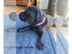 Golden Labrador DOG FOR ADOPTION RGADN-1301613 - Purple puppy - Labrador
