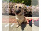 Basset Hound Mix DOG FOR ADOPTION RGADN-1301844 - Daisy - Shepherd / Basset