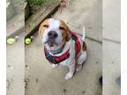 Labbe DOG FOR ADOPTION RGADN-1302017 - Roxy - Labrador Retriever / Beagle /