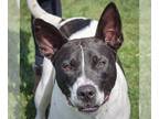 American Staffordshire Terrier Mix DOG FOR ADOPTION RGADN-1302056 - Felix -