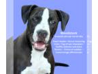 Labrador Retriever Mix DOG FOR ADOPTION RGADN-1302073 - Woodstock-NEW-VIDEO -