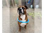 Boxer DOG FOR ADOPTION RGADN-1302103 - Ty - Boxer (short coat) Dog For Adoption