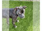 Boxer Mix DOG FOR ADOPTION RGADN-1302390 - Bijou - Boxer / Mixed (short coat)