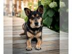 Pembroke Welsh Corgi-Rat Terrier Mix DOG FOR ADOPTION RGADN-1302449 - Valentino