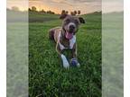 Staffordshire Bull Terrier Mix DOG FOR ADOPTION RGADN-1302648 - SADIE -