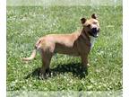 American Pit Bull Terrier Mix DOG FOR ADOPTION RGADN-1303049 - CARL - Pit Bull