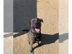 Mastador DOG FOR ADOPTION RGADN-1303246 - Dozer - Mastiff / Labrador Retriever /