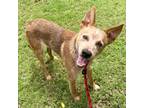 Adopt Chad a Cattle Dog