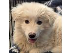 Adopt Glacier a American Eskimo Dog