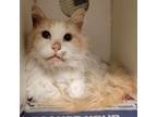 Adopt Mooster a Domestic Long Hair
