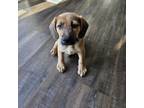 Adopt Akron a Beagle, German Shepherd Dog