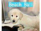 Adopt BEACHBALL a Labrador Retriever