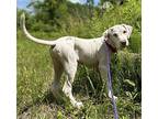 Wallace Hound (Unknown Type) Puppy Male