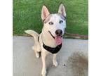 Adopt Kenai (C000-310) - Chino Hills Location*By Appointment* a Husky