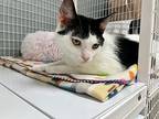 Mime Domestic Shorthair Adult Male