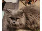 Silver Domestic Longhair Senior Male