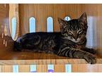 Ceaser Domestic Shorthair Kitten Male