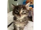 Patience Domestic Longhair Kitten Female