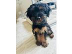 Adopt Cookie a Yorkshire Terrier