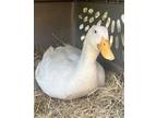 Adopt Marigold a Duck