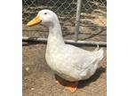 Adopt Mallory a Duck