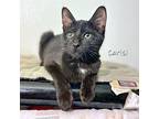 Carisi, Domestic Shorthair For Adoption In Chicago, Illinois