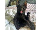 Munch, Domestic Shorthair For Adoption In Chicago, Illinois