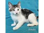 Bandit, Domestic Shorthair For Adoption In Chicago, Illinois