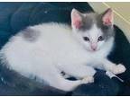 Kitten Rudie, Domestic Shorthair For Adoption In Franklin, Tennessee