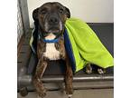 Bully, American Staffordshire Terrier For Adoption In Whitestone, New York