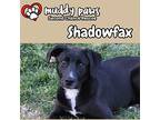 Shadowfax, Labrador Retriever For Adoption In Council Bluffs, Iowa