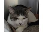 Trickrtreat, Domestic Shorthair For Adoption In Richmond, Virginia