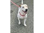 Bella, Rat Terrier For Adoption In Greenlawn, New York