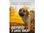 Joey Logano German Shepherd Dog Puppy Male