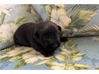 Labrador Retriever Puppy for sale in Springfield, MO, USA