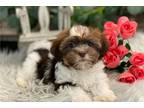 Havanese Puppy for sale in Fort Wayne, IN, USA