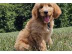 Goldendoodle Puppy for sale in Cambridge, OH, USA