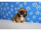 Shih Tzu Puppy for sale in Fort Wayne, IN, USA